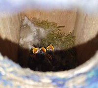 Naissance au Manoir de Kéraudren